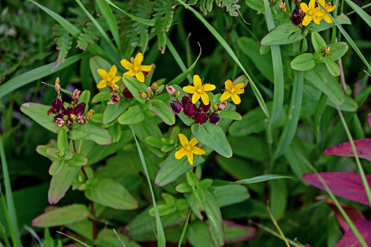 Изображение особи Hypericum kamtschaticum.