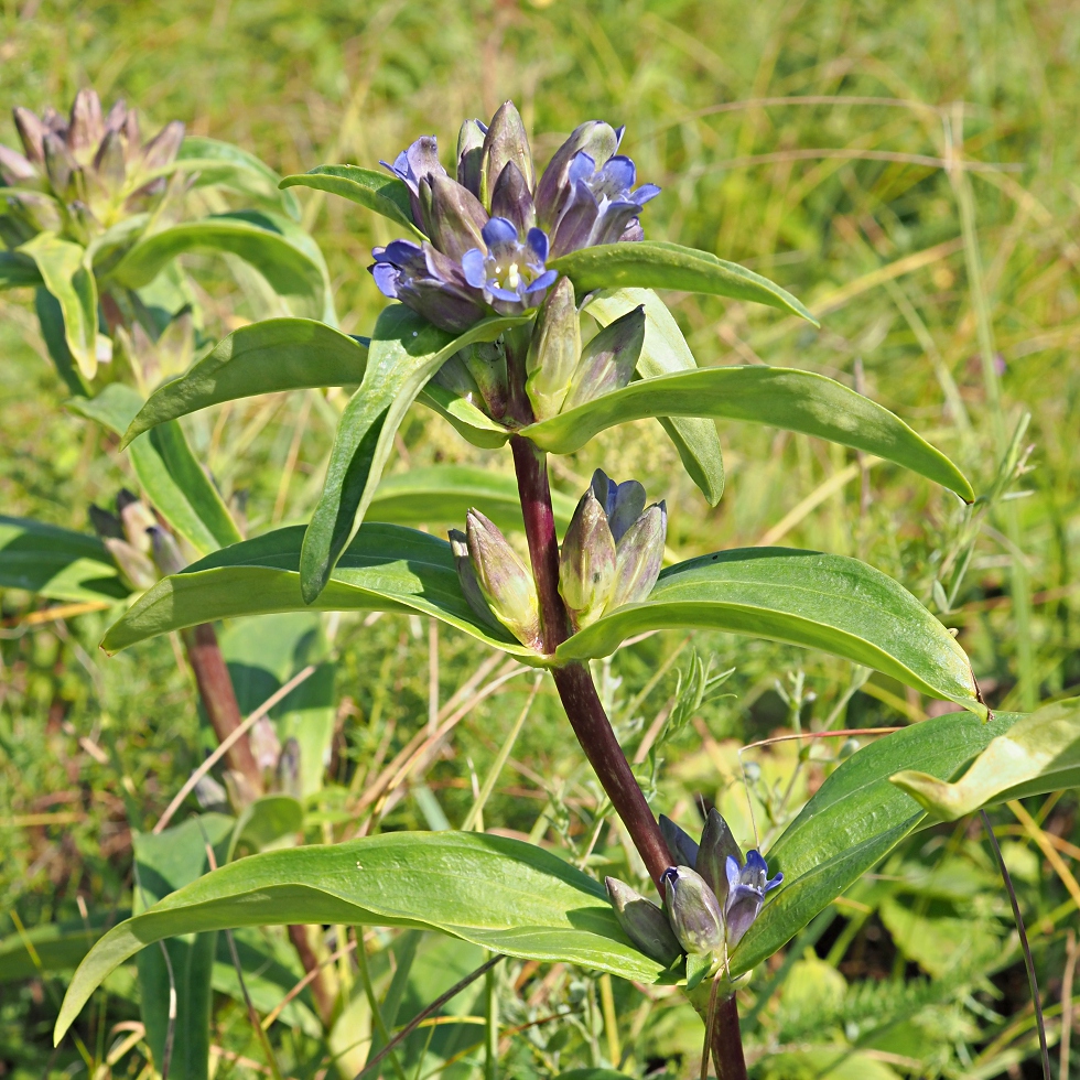 Изображение особи Gentiana cruciata.