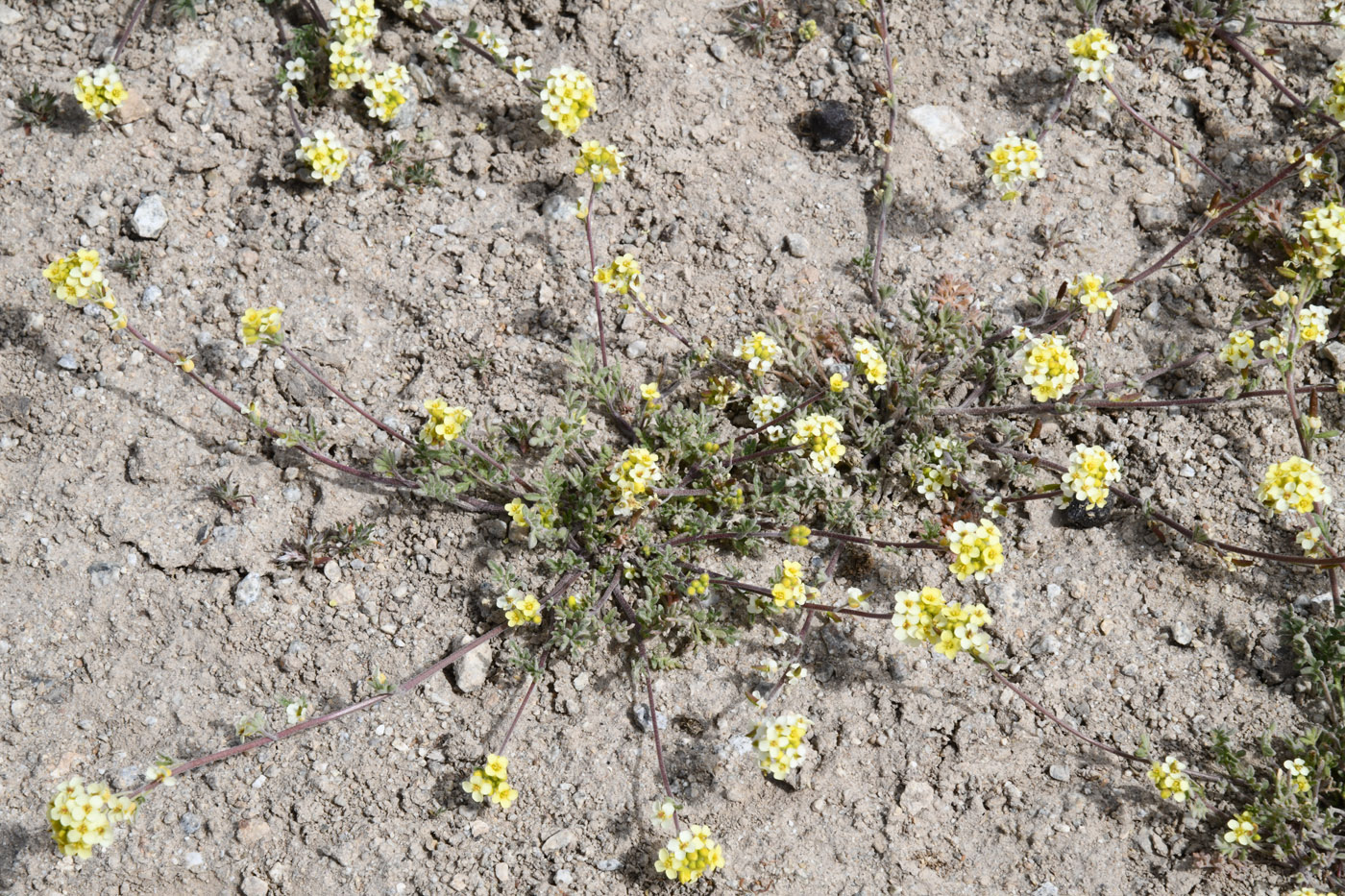 Image of Sophiopsis sisymbrioides specimen.