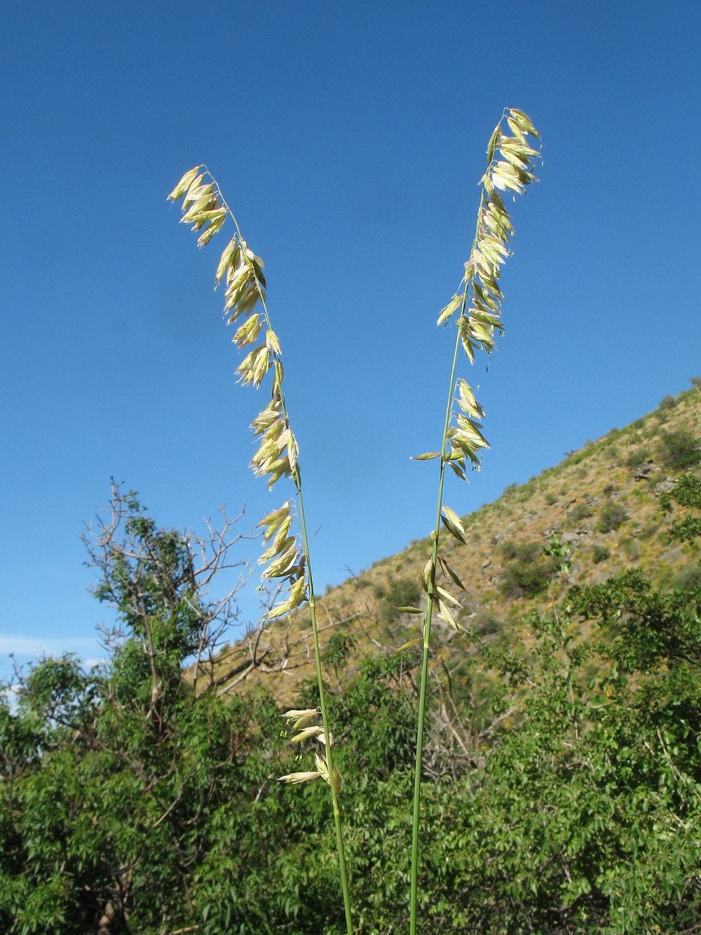 Image of Melica altissima specimen.