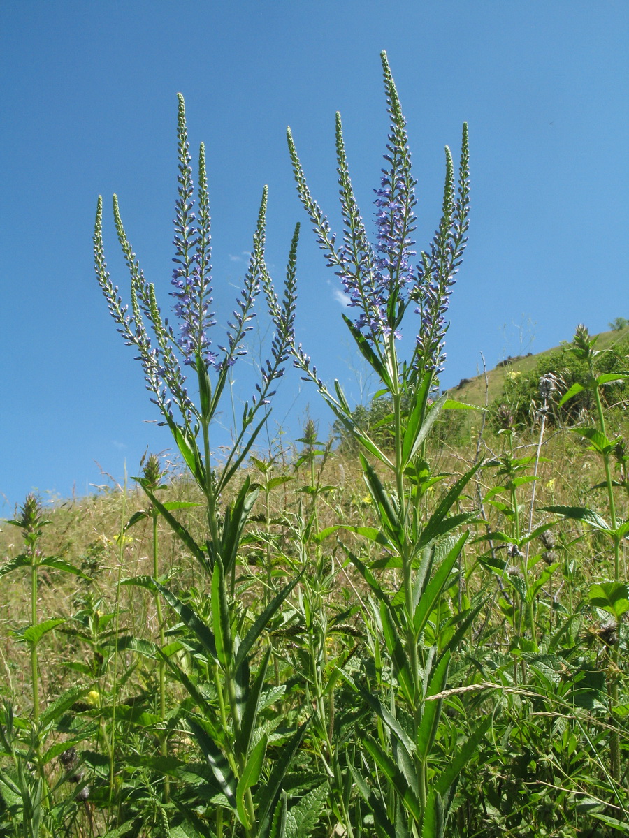 Image of Veronica spuria specimen.