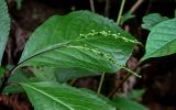 Chloranthus henryi