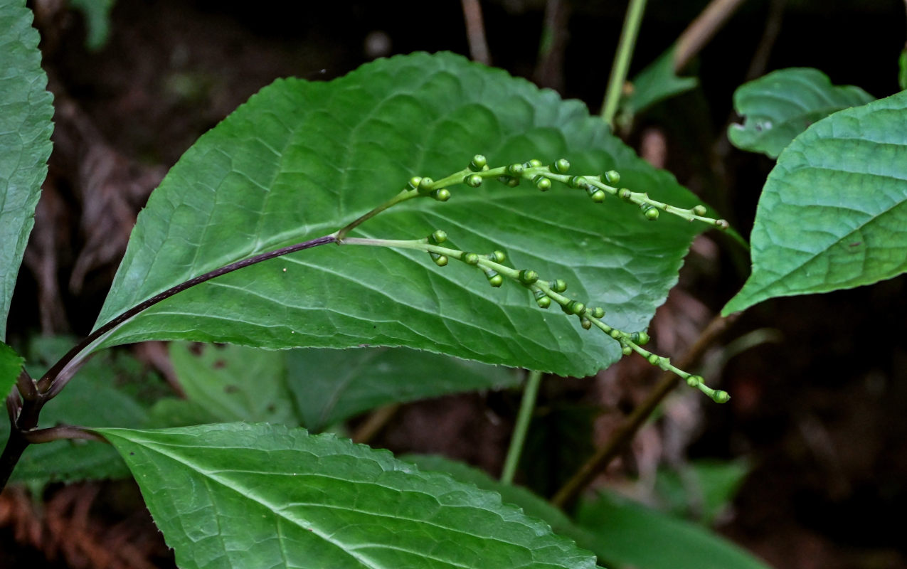 Изображение особи Chloranthus henryi.