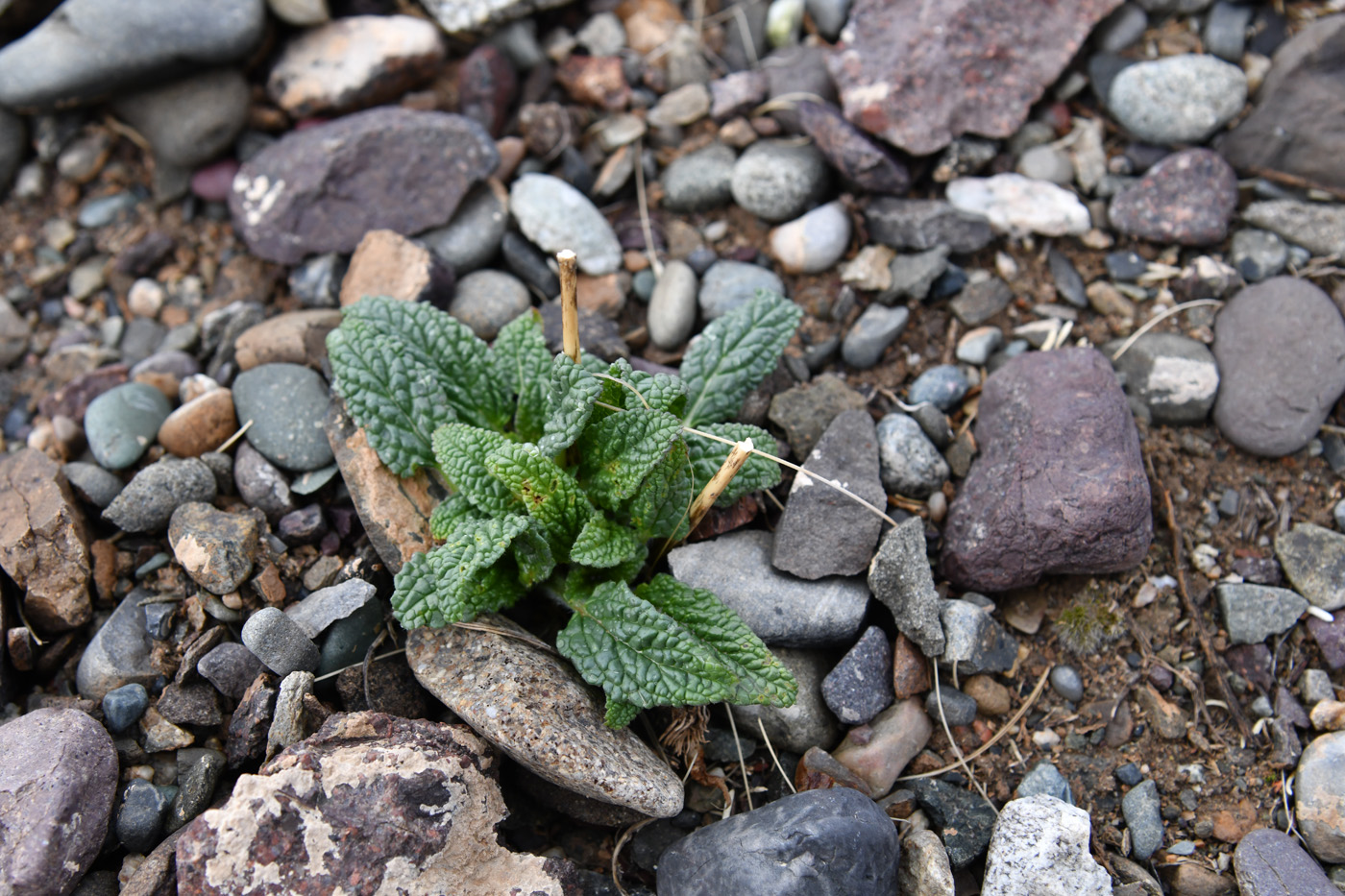 Изображение особи Phlomoides zenaidae.