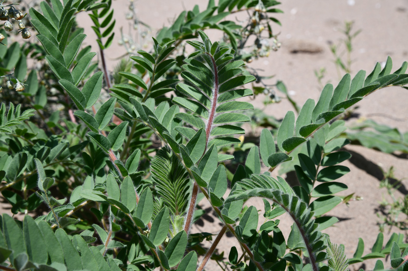 Image of Astragalus rubtzovii specimen.