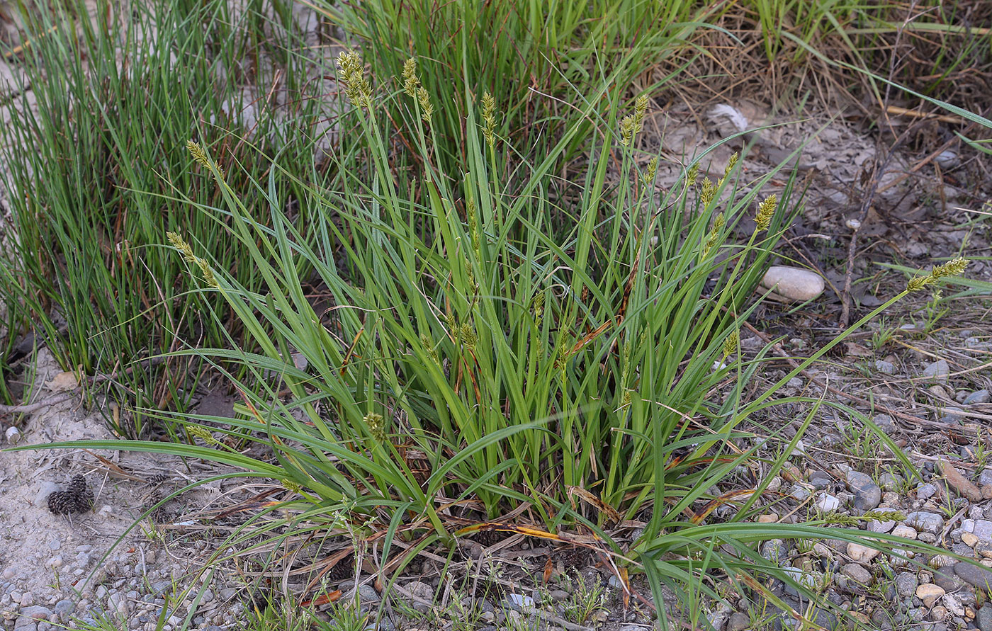 Изображение особи Carex otrubae.