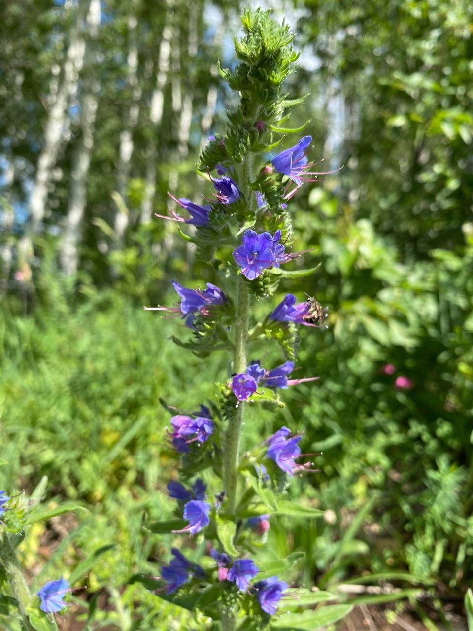 Изображение особи Echium vulgare.