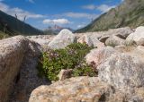 Thymus nummularius. Куртина цветущих растений. Кабардино-Балкария, Черекский р-н, дол. р. Псыгансу, ≈ 2400 м н.у.м., донная морена, среди валунов. 30.07.2024.