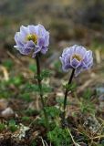 Смотреть изображение Trollius lilacinus