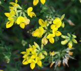 Lotus corniculatus. Соцветия. Московская обл., Одинцовский р-н, окр. г. Кубинка, окр. водохранилища Трасна, обочина бетонной дороги, глинистая почва. 25.06.2022.