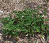 Salvia verticillata