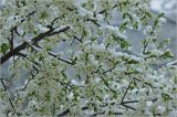 Смотреть изображение Prunus spinosa