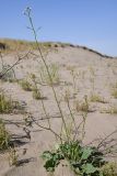 View full-size image Brassica sisymbrioides