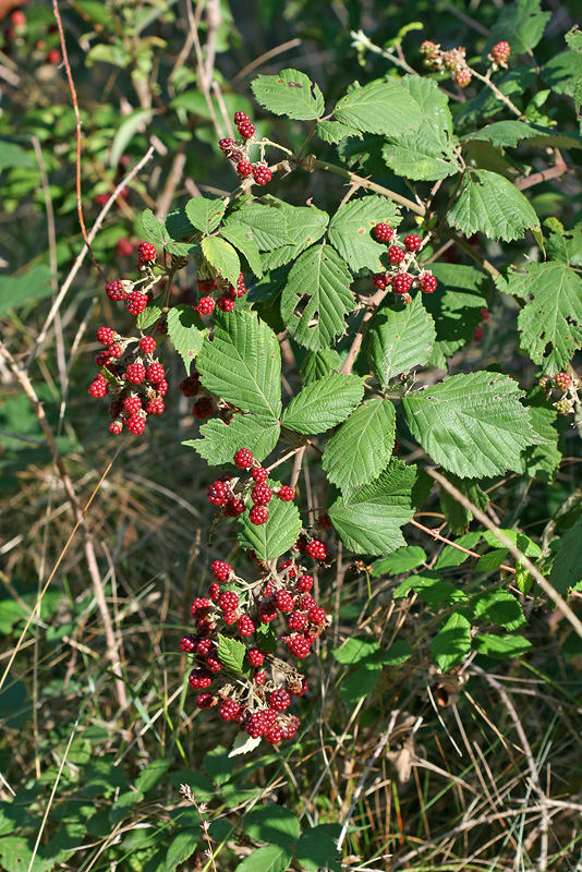 Изображение особи Rubus sanctus.