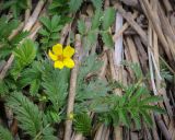 View full-size image Potentilla anserina