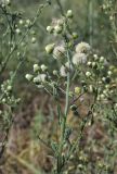 View full-size image Conyza bonariensis