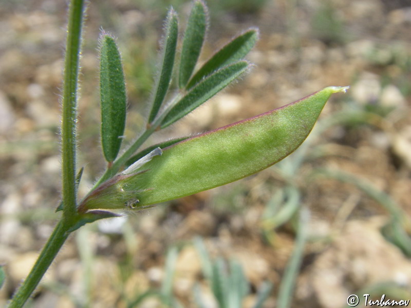 Image of Vicia lathyroides specimen.