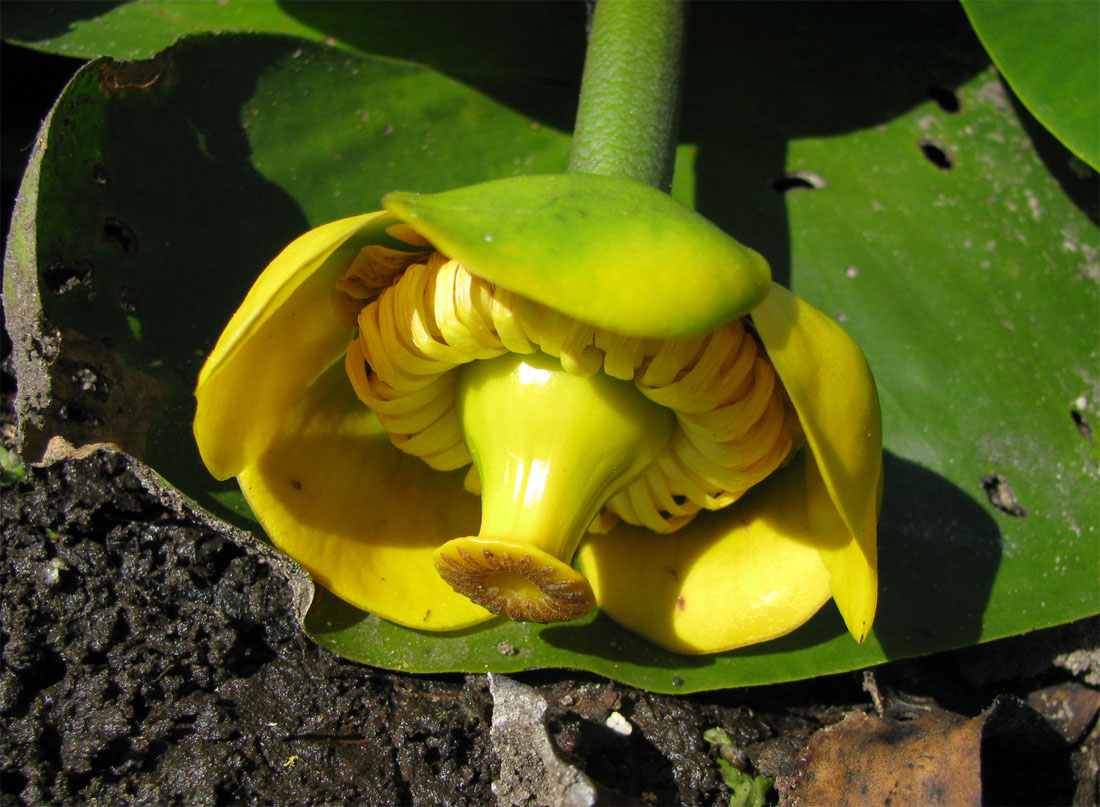 Image of Nuphar lutea specimen.