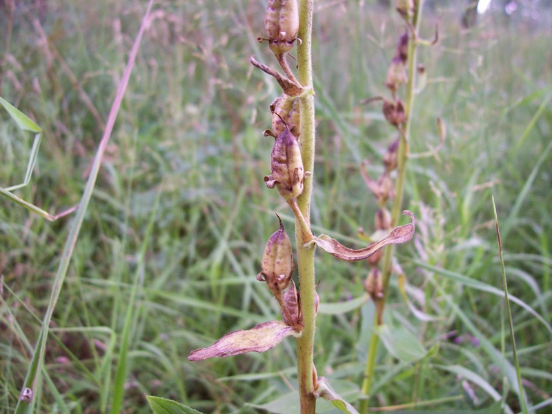 Image of Digitalis grandiflora specimen.