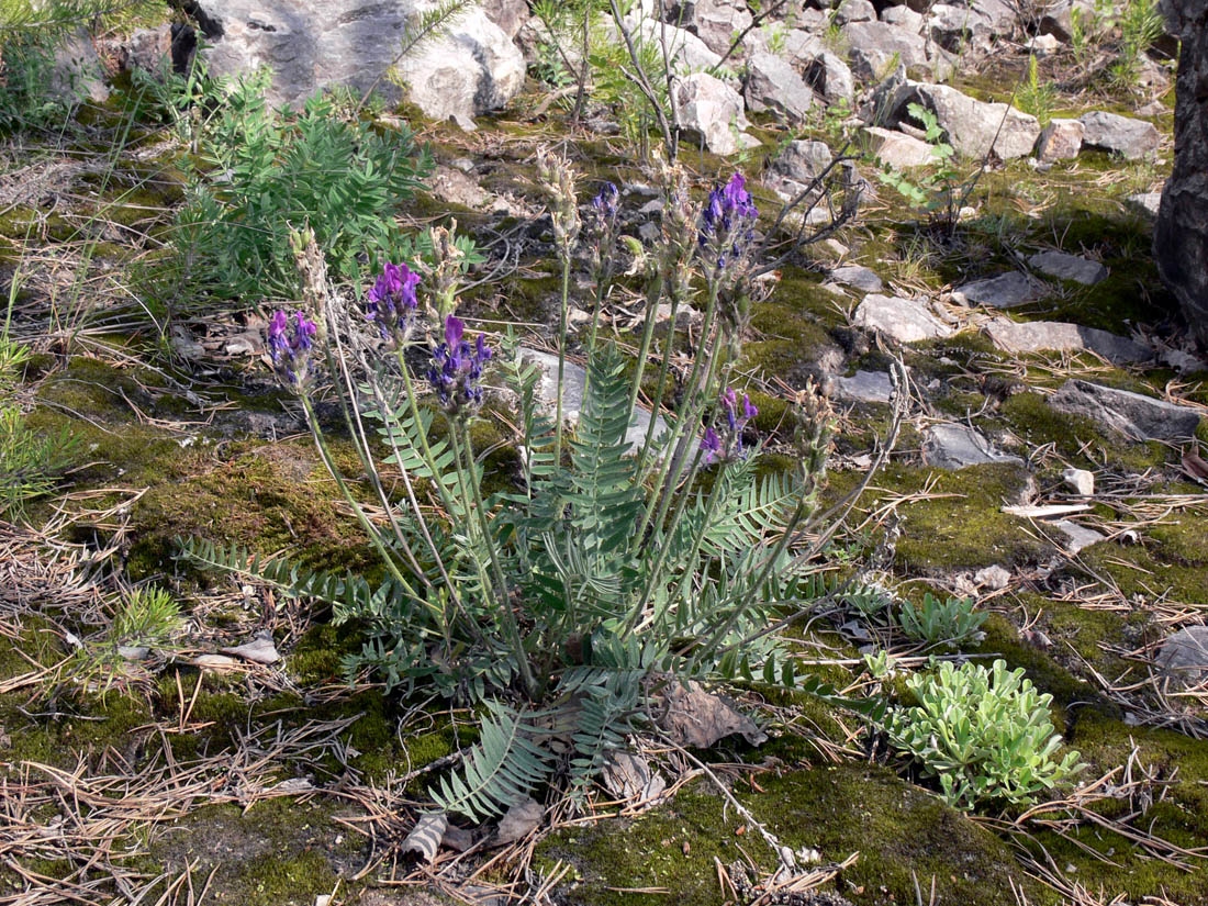 Image of Oxytropis ivdelensis specimen.