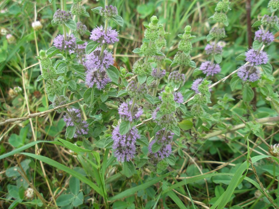 Image of Mentha pulegium specimen.