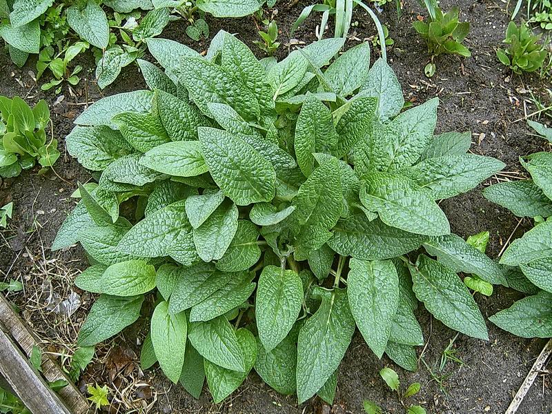 Image of Symphytum caucasicum specimen.