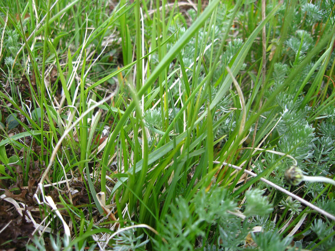 Image of Carex huetiana specimen.