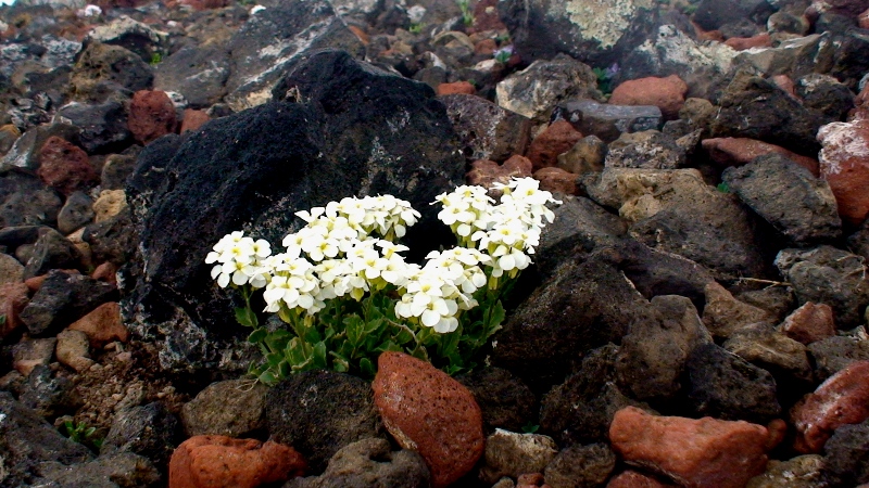 Image of Arabis caucasica specimen.