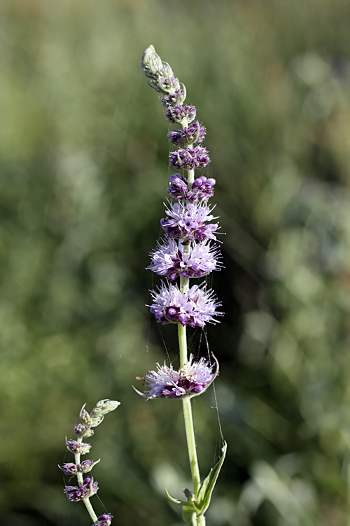 Image of Mentha asiatica specimen.