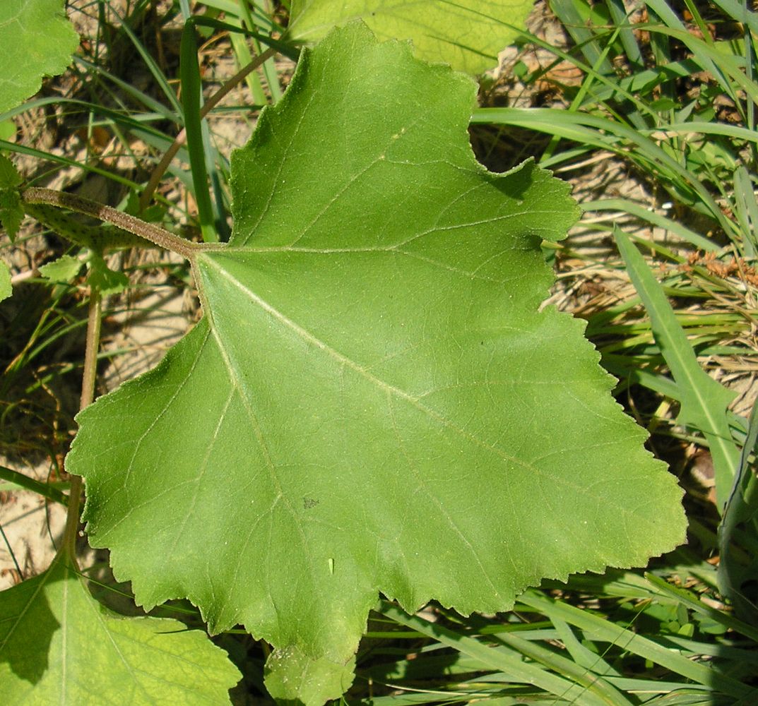 Image of Xanthium orientale specimen.