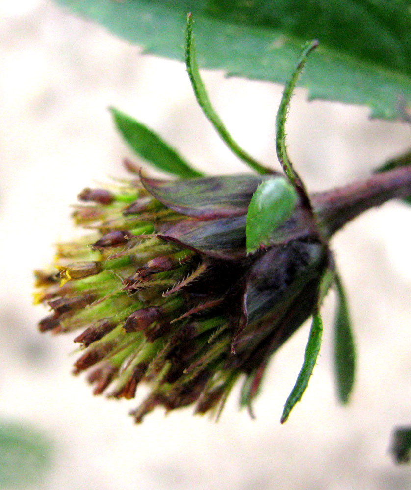 Image of Bidens &times; garumnae specimen.