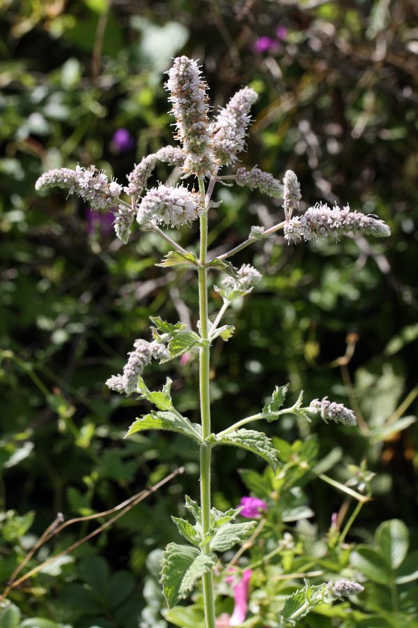 Изображение особи Mentha longifolia.