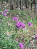 Centaurea scabiosa. Верхушка цветущего растения. Ленинградская обл., Лужский р-н, опушка сухого сосняка. 16.06.2007.