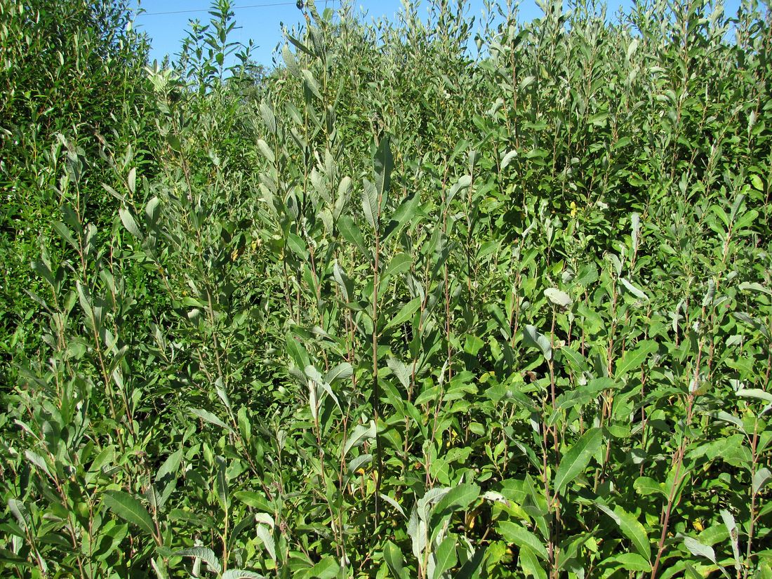 Image of Salix &times; laurina specimen.