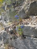 Echium vulgare. Цветущее растение на скале. Крым, окр. г. Ялта, хр. Иограф. 23 июня 2012 г.