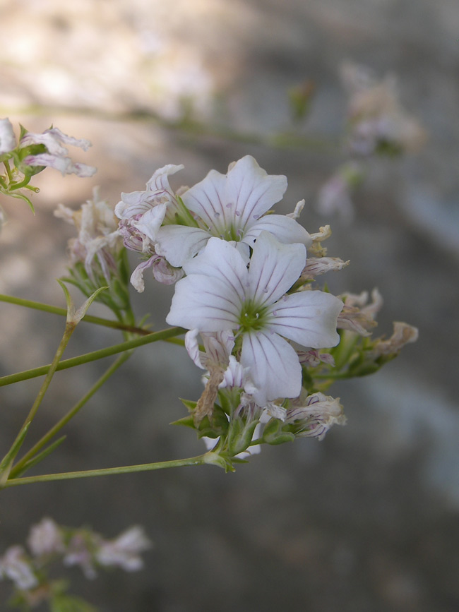 Image of Gypsophila tenuifolia specimen.