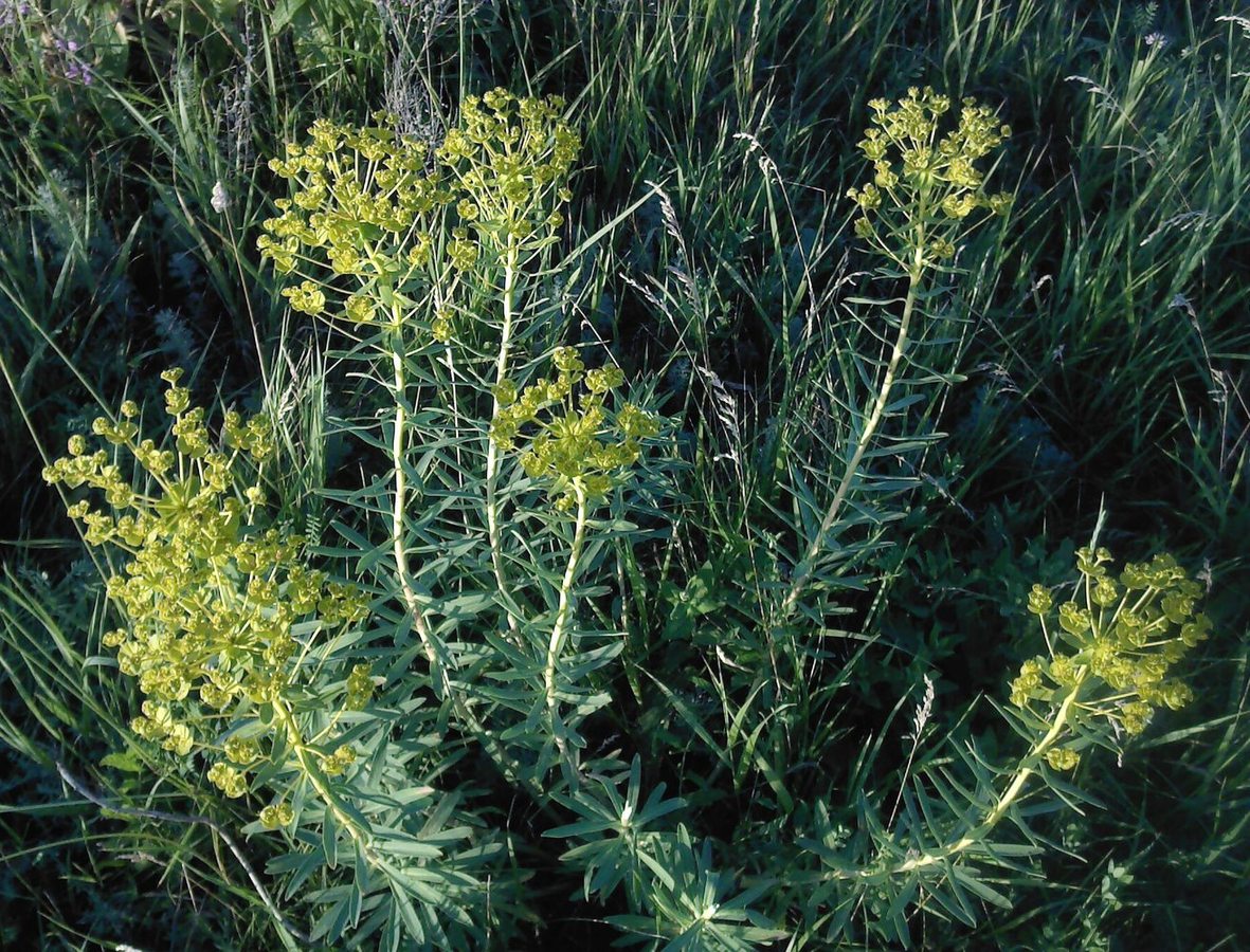 Image of Euphorbia virgata specimen.