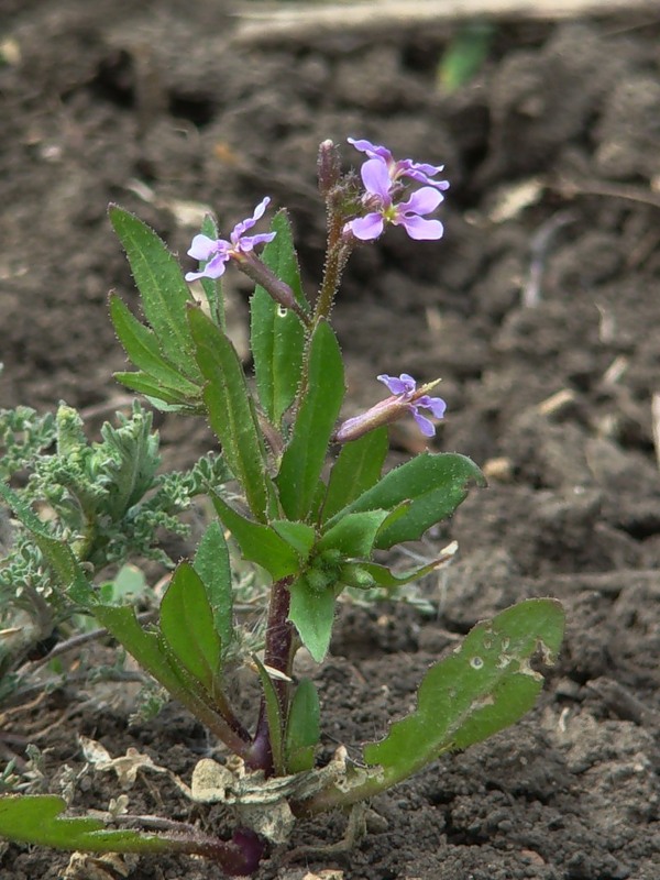 Image of Chorispora tenella specimen.