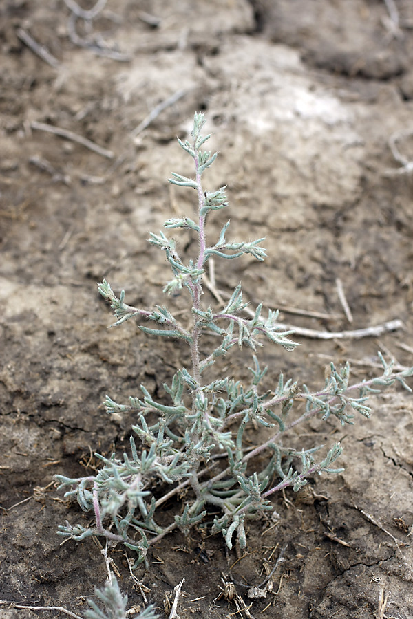 Image of Halimocnemis mollissima specimen.