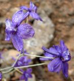 Delphinium longipedunculatum. Часть соцветия. Туркменистан, хр. Кугитанг. Июнь 2012 г.