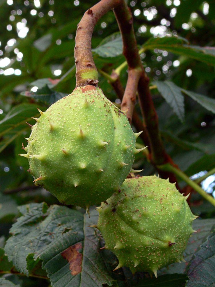 Image of Aesculus hippocastanum specimen.