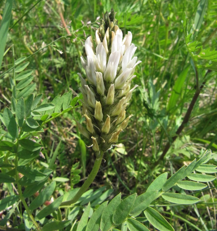 Изображение особи Astragalus inopinatus.