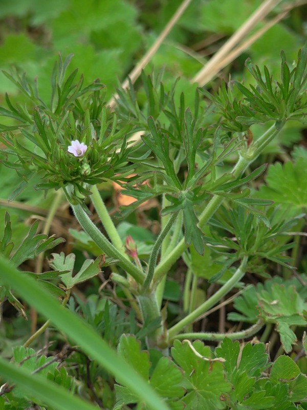 Image of Geranium dissectum specimen.