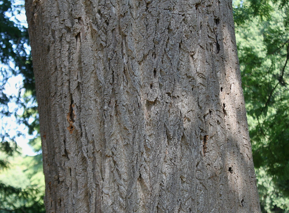 Image of Liriodendron tulipifera specimen.