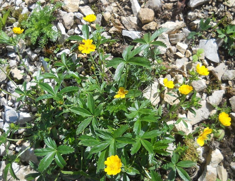 Image of Potentilla aurea specimen.