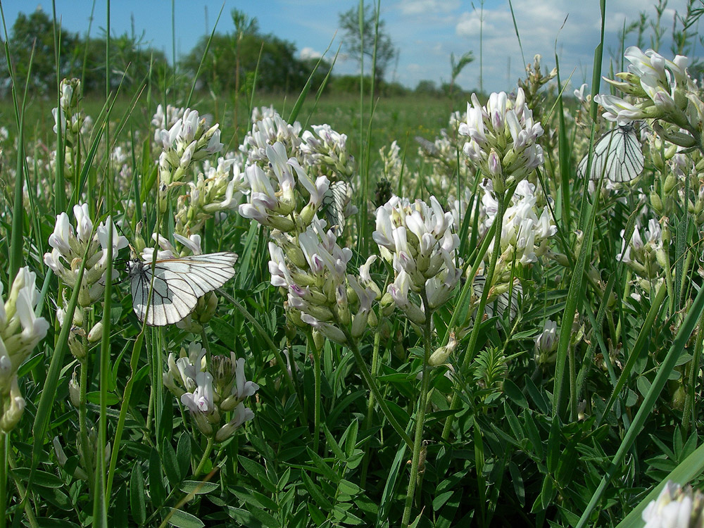 Image of Oxytropis candicans specimen.