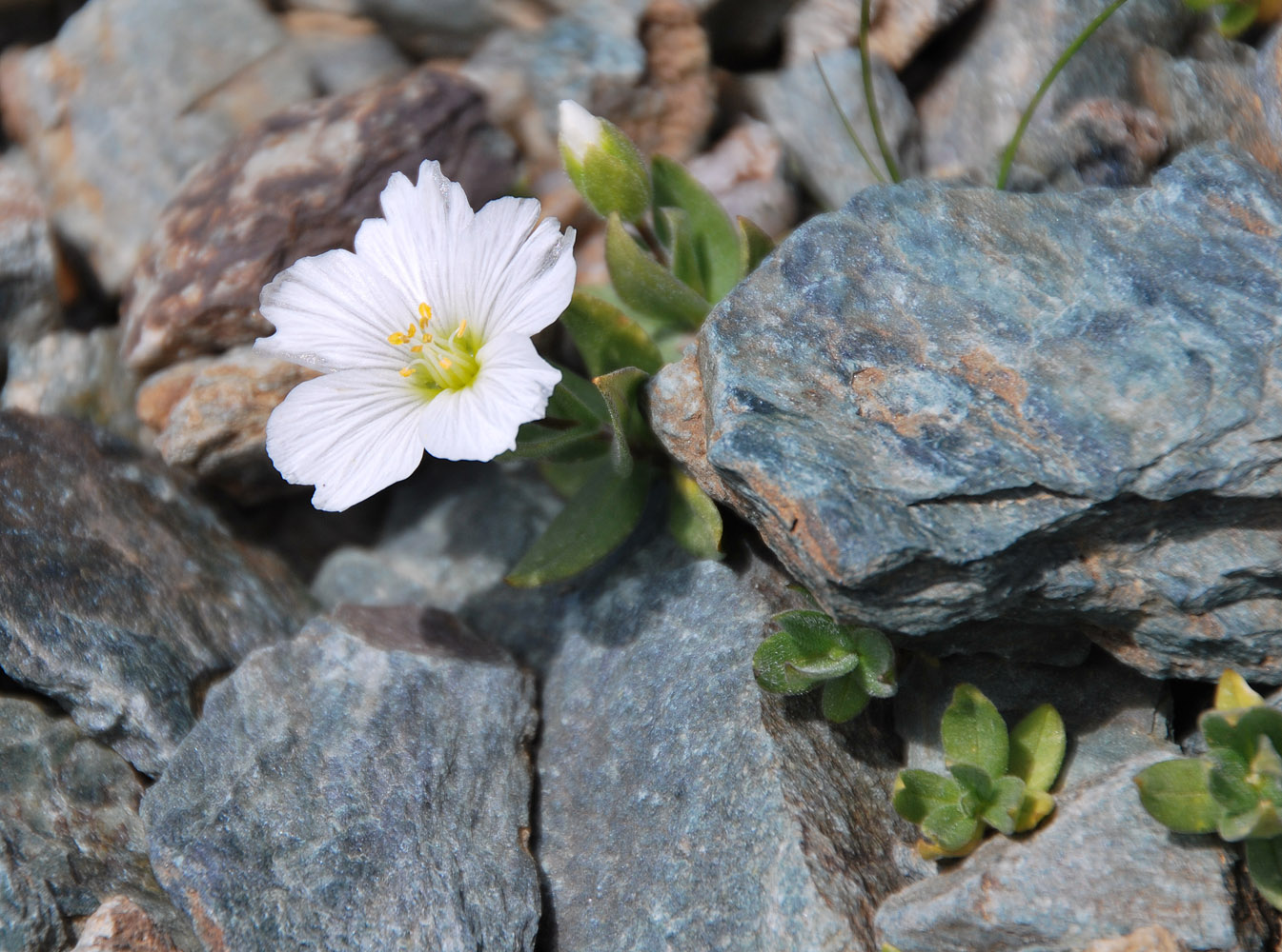 Image of Cerastium lithospermifolium specimen.