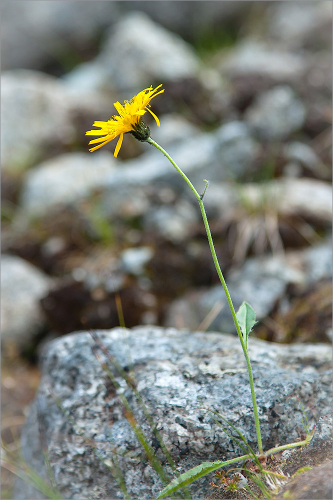 Image of genus Hieracium specimen.