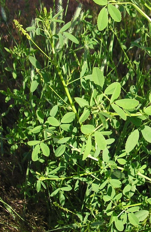 Image of Melilotus officinalis specimen.