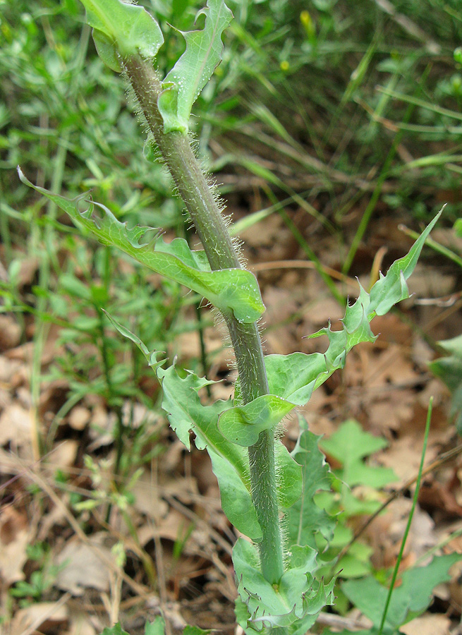 Изображение особи Cephalorrhynchus tuberosus.